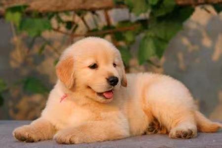各种宠物犬  工作犬